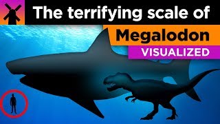 The Terrifying True Scale of Megalodon Visualized