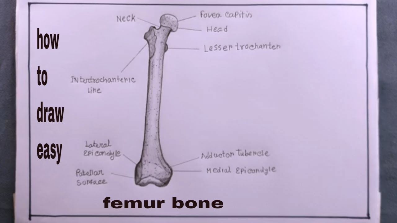 how to draw femur bone human step by step/femur bone drawing - YouTube