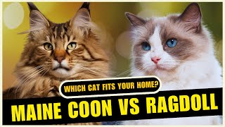 Maine Coon Cat vs Ragdoll Cat Differences  Which Breed Is Better?