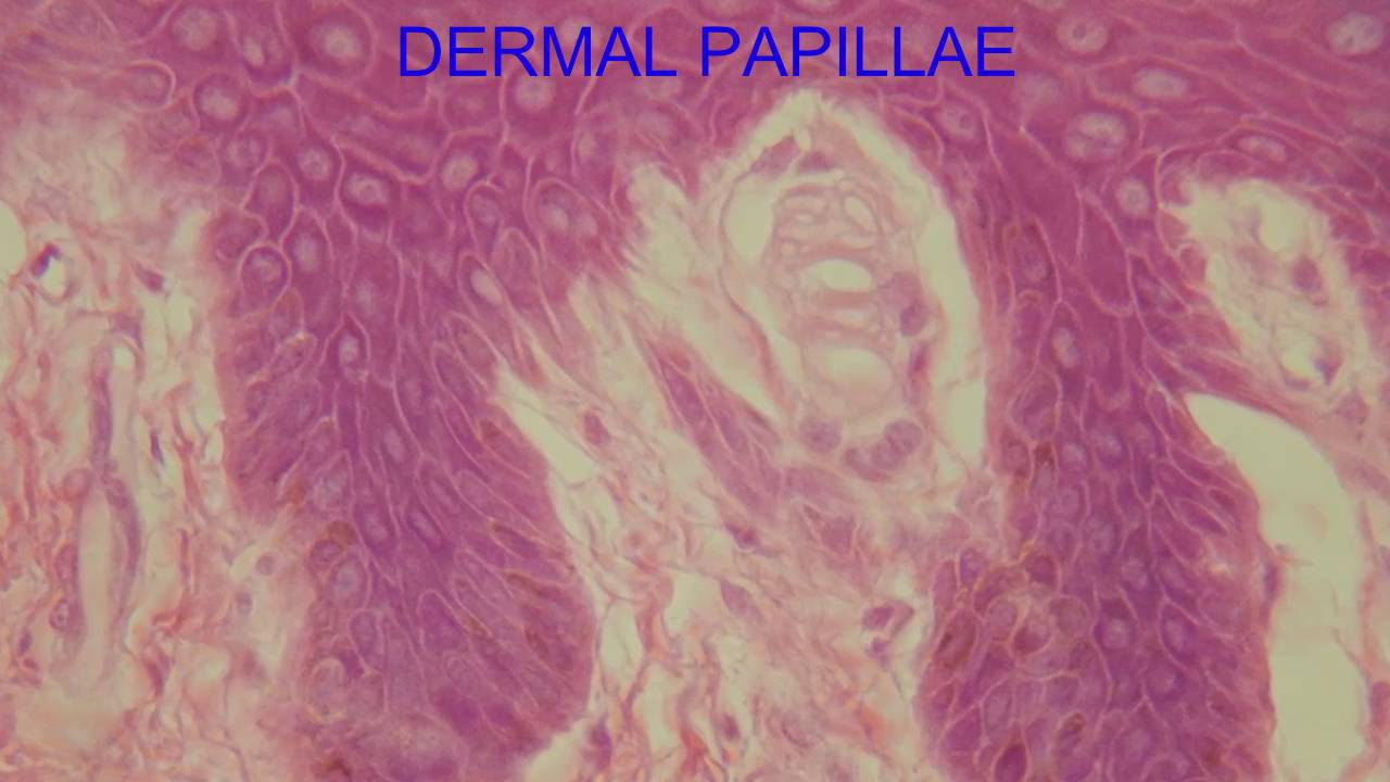 Dermal Papilla