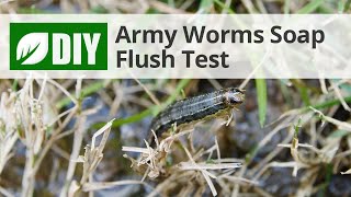 Soap Flush Test for Armyworms