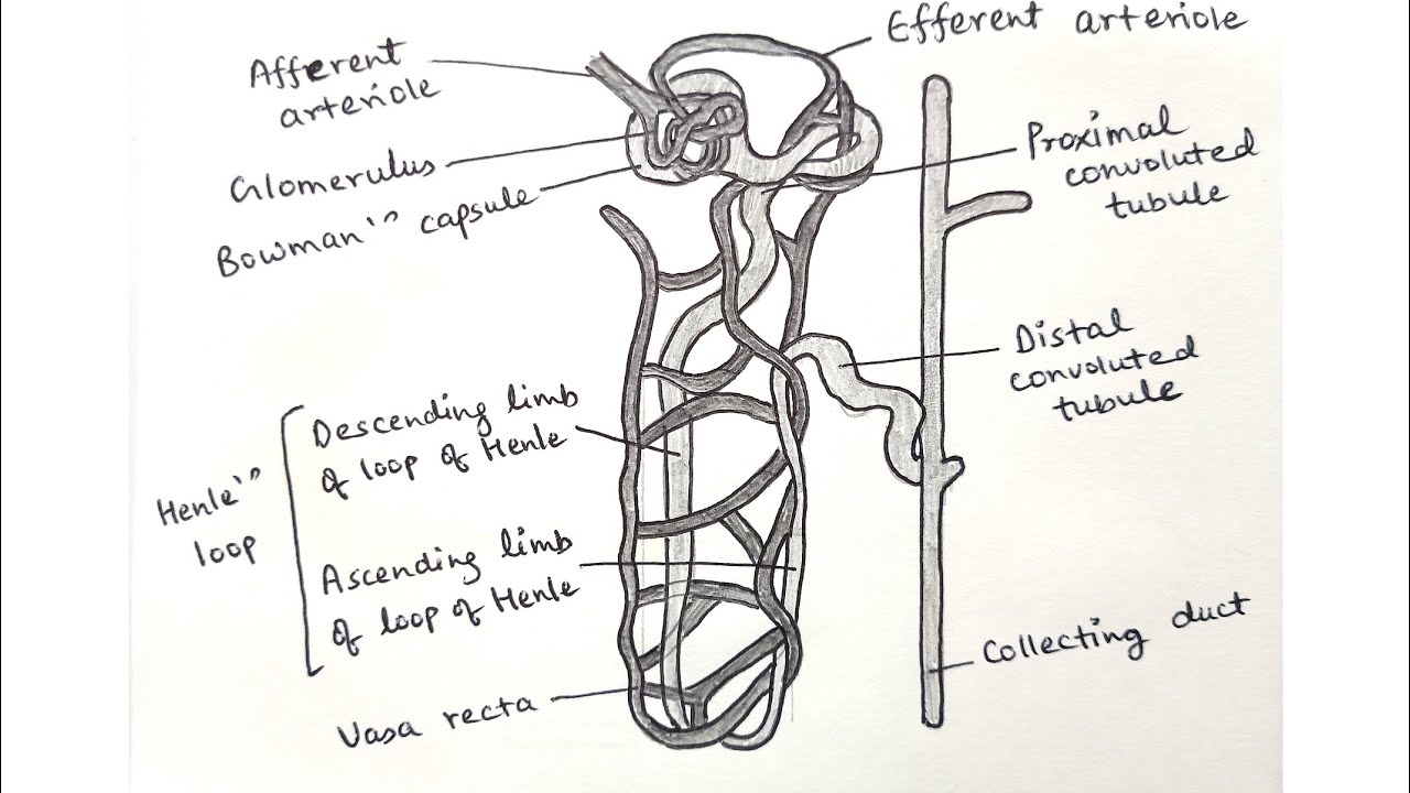 Diagrammatic representation of a nephron showing blood vessels, duct ...