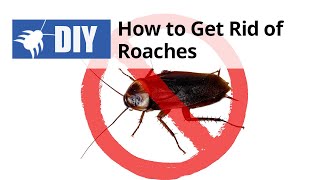 How to Get Rid of Roaches Yourself