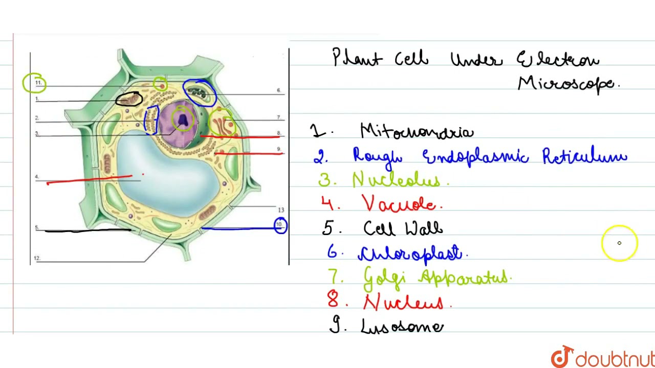 Get to the Root! Discover the Anatomy of a Plant Cell with a Labeled ...