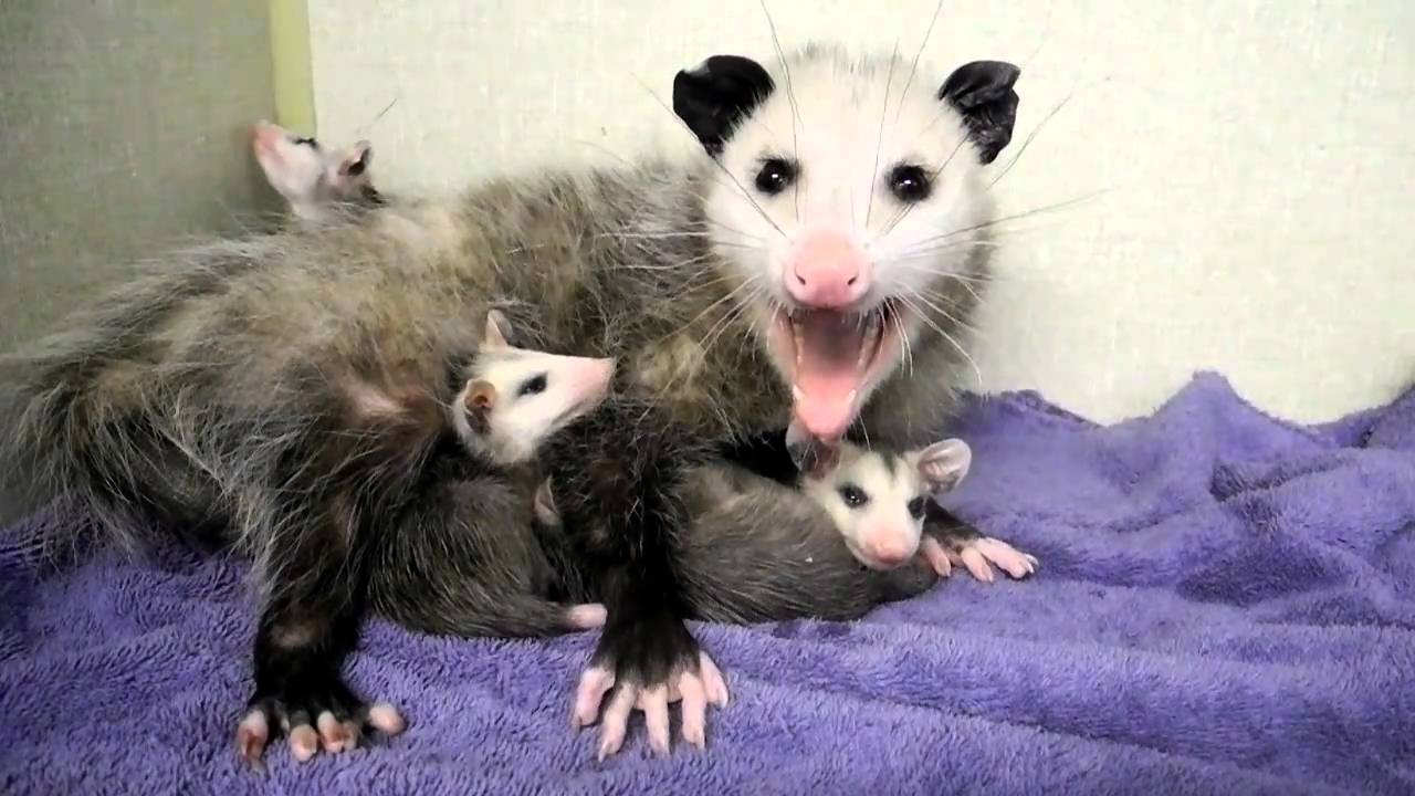 Baby Possums On Mom