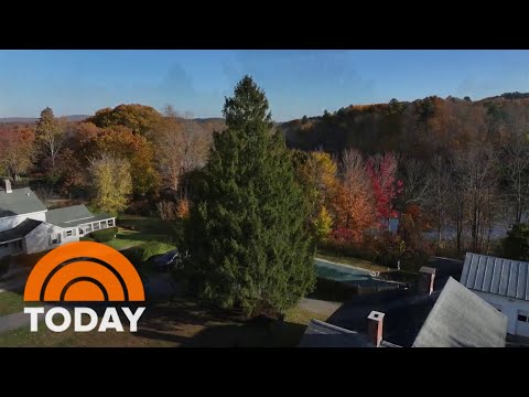 See The Spruce Set To Become The 2024 Rockefeller Christmas Tree