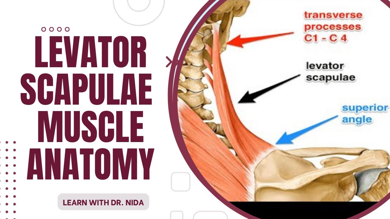 Levator Scapulae Muscle Anatomy Origin, Insertion, Nerve Supply ...