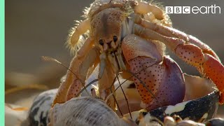 Amazing Crabs Shell Exchange | Life Story | BBC Earth