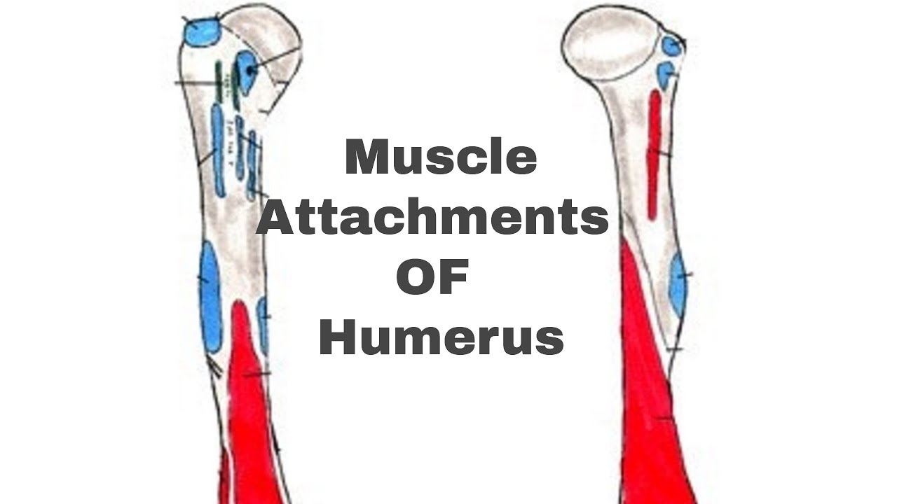 Humerous Muscles / Movement of the humerus is essential to all of the ...