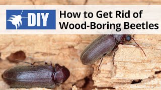 How to Get Rid of Wood Boring Beetles