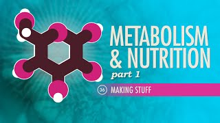 Metabolism & Nutrition, Part 1: Crash Course A&P #36