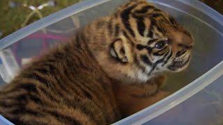 Handraising Twin Tiger Cubs - Tigers About The House - BBC