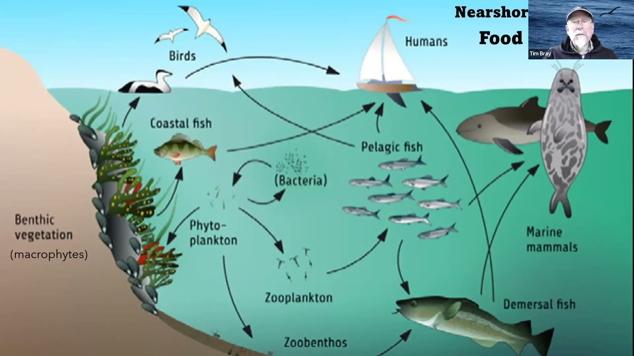 What Is Marine Food Web - Infoupdate.org