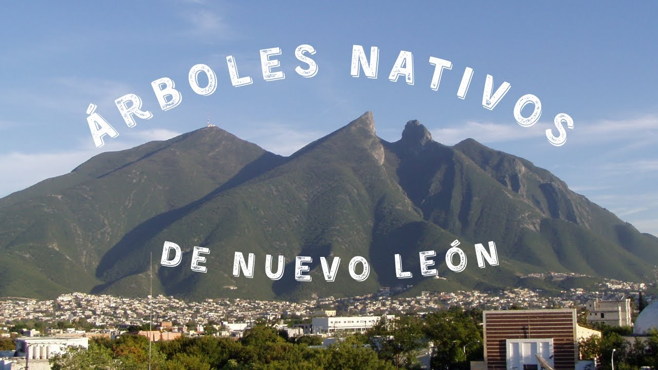 6 Árboles Nativos de NUEVO LEÓN - YouTube