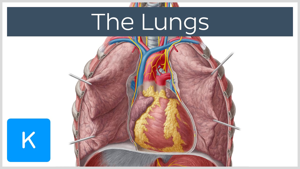 Human Lungs Anatomy