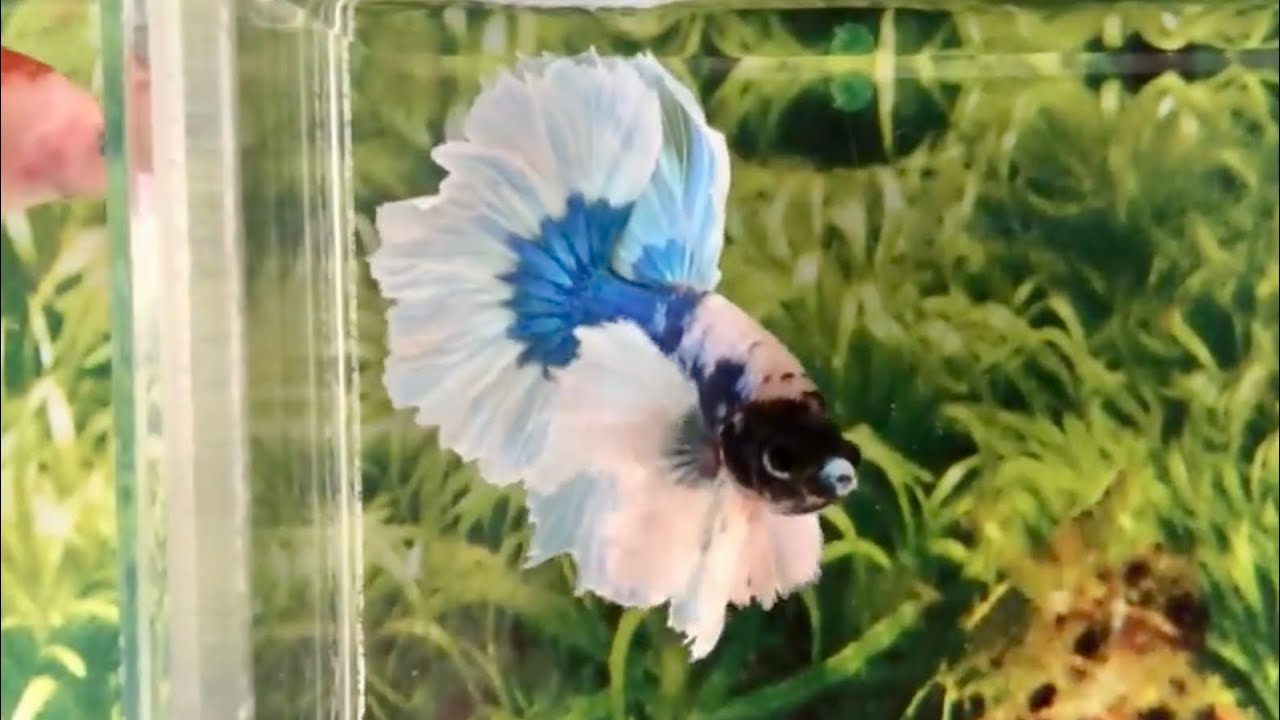 Blue Butterfly Big Elephant Ears Halfmoon Male Betta Fish Youtube