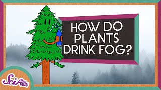 How Plants Drink Fog!