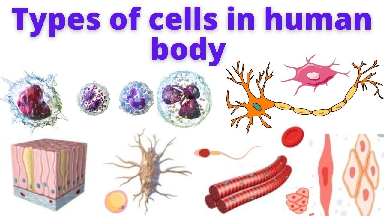 Types of cells in Human body | Human Anatomy and Physiology - YouTube