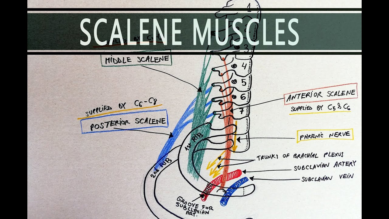 Anterior Scalene Muscle Anatomy Anatomy Human Anatomy - vrogue.co