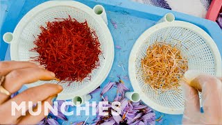 How The World's Most Expensive Spice Is Harvested