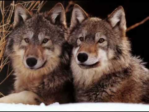 Karunesh - A Journey Of The Heart-les loups - YouTube