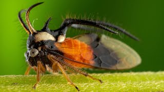 The Insects Who Vibrate To Communicate | Planet Earth III | BBC Earth