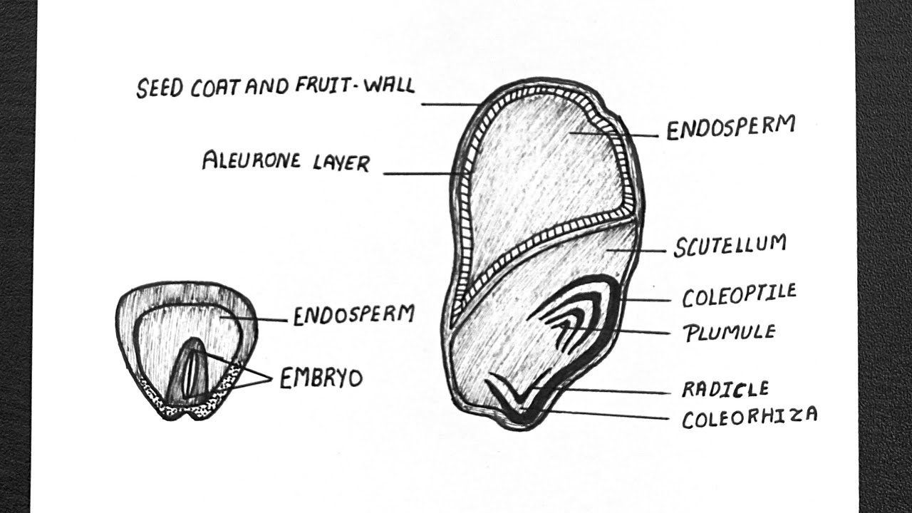 Monocot Seed Diagram