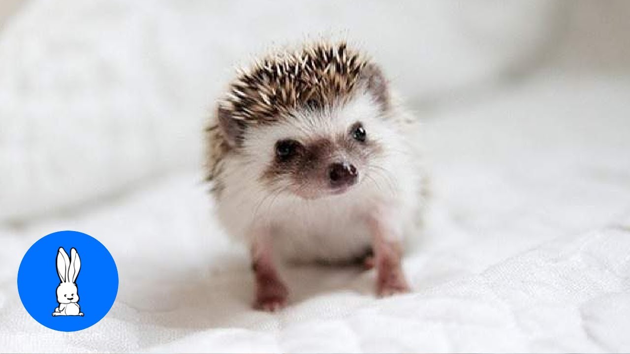 Cute Little Hedgehogs Compilation Try Not To Aww Youtube