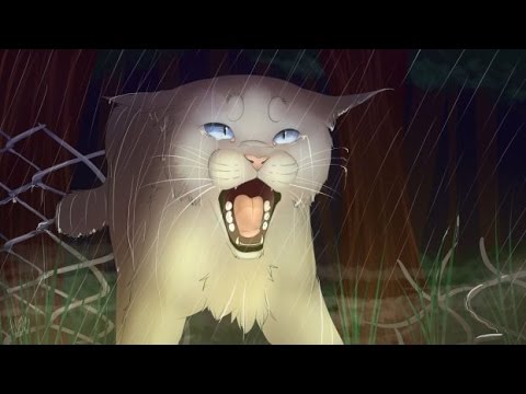 Top 10 Most Tragic Warrior Cat Deaths Youtube - vrogue.co