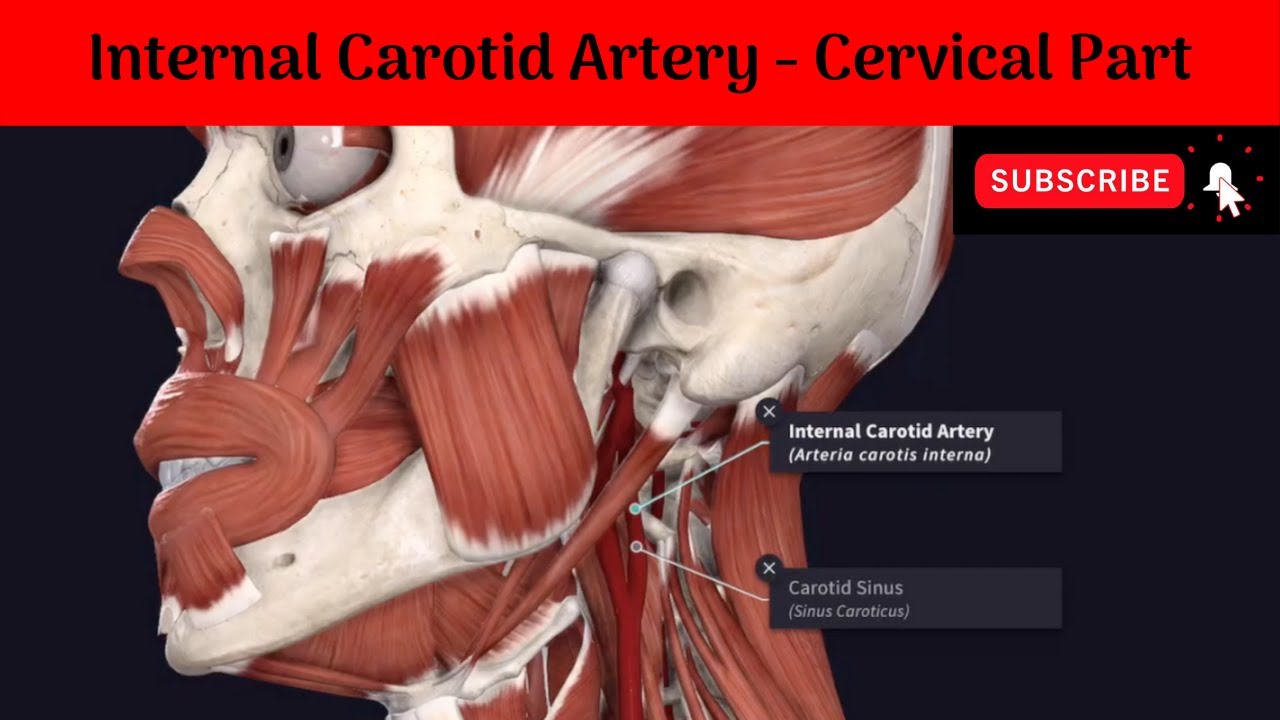 Internal Carotid Artery In Ear