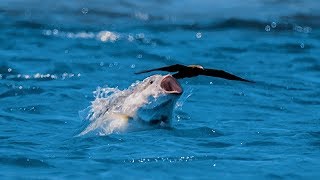 Bird vs Fish - Blue Planet II