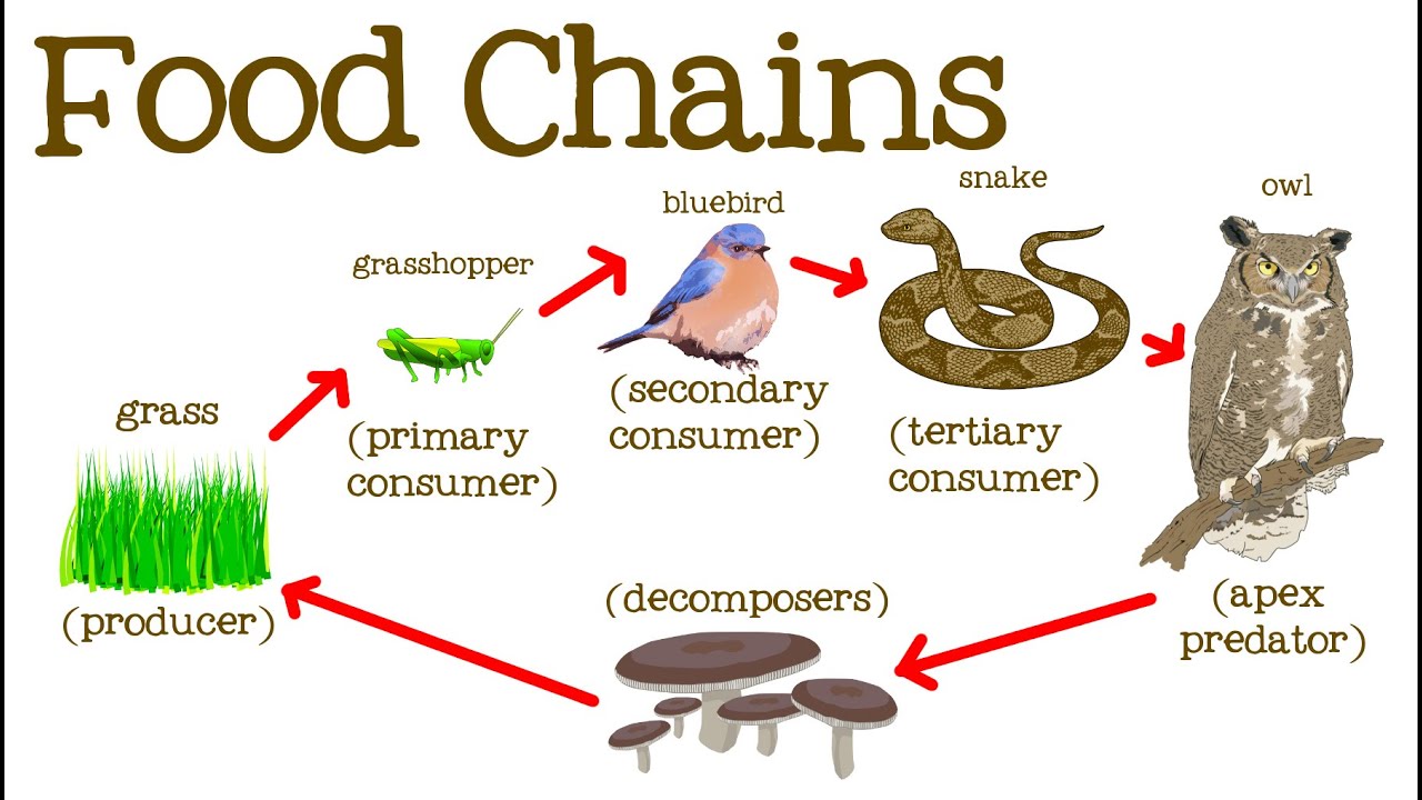 Food Chain Grade 6