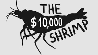 The World's Most Expensive Shrimp ($10k)