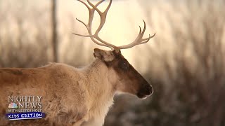 Learn All About Reindeer | Nightly News: Kids Edition