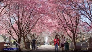 Spring is here! Take a sneak peek at Washington, D.C.'s cherry blossoms | Nightly News: Kids Edition