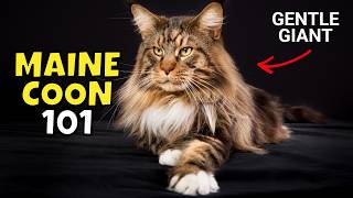 Maine Coon Cat 101: What to Know Before Adopting One