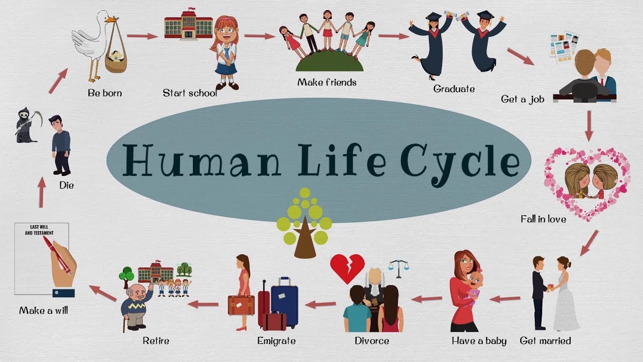 Life Cycle Of Human Being By Stages