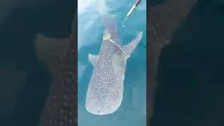 A whale approaches the fishermen's ship and asks them to save it from the rope tied around its body