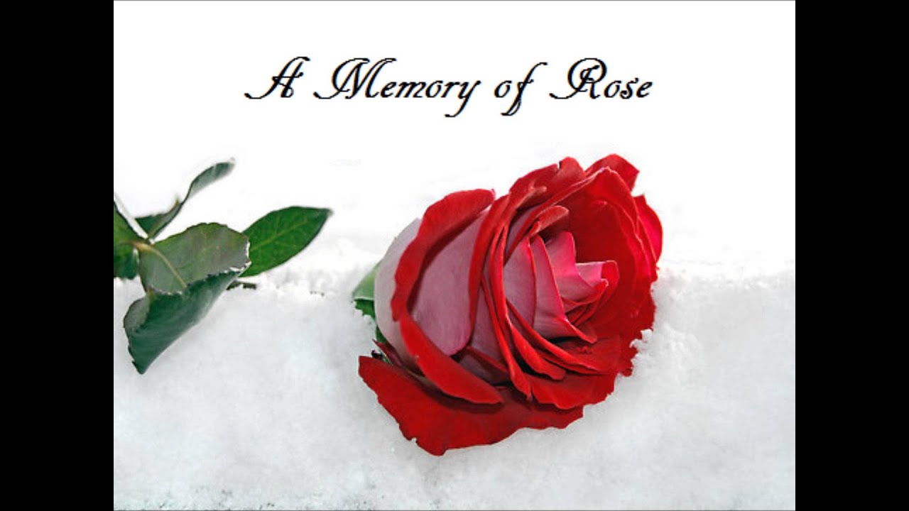 A Memory of a Rose - YouTube