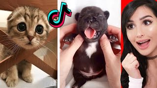 Cute Animals on Tik Tok That Will Make You Laugh