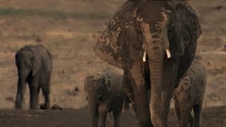 Exhausted Baby Elephant Struggles To Survive | The Long Walk Home | BBC Earth