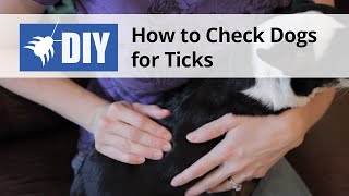 How to Check Dogs for Ticks