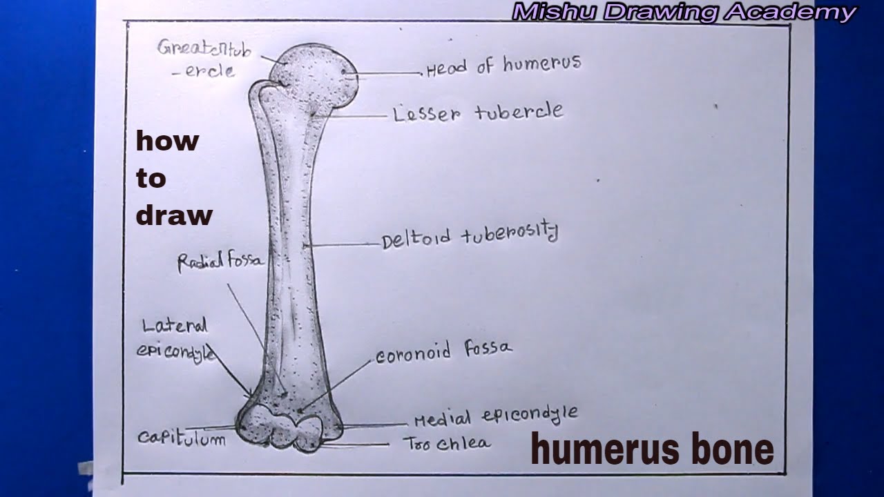 How TO Draw humerus bone/humerus bone drawing - YouTube