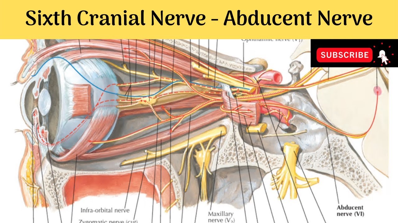 Cranial Nerves In An Orbit