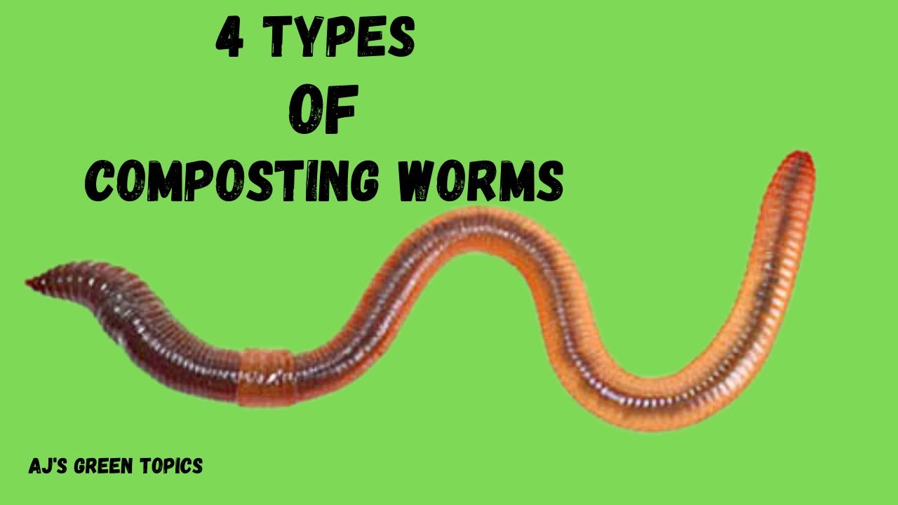 A Poster Describing The Different Types Of Worms - vrogue.co