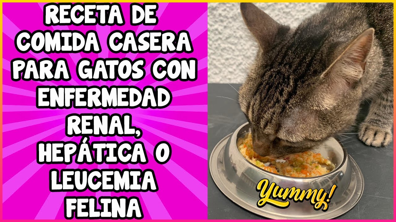 Comida Casera Para Gatos Con Problemas Renales, Hepáticos y Leucemia Felina  - SiamCatChannel - YouTube