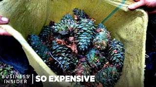 Why Pine Nuts Are So Expensive | So Expensive