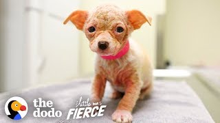 Watch Hairless Alien Puppy Grow Up to be the Cutest Dog | Little But Fierce