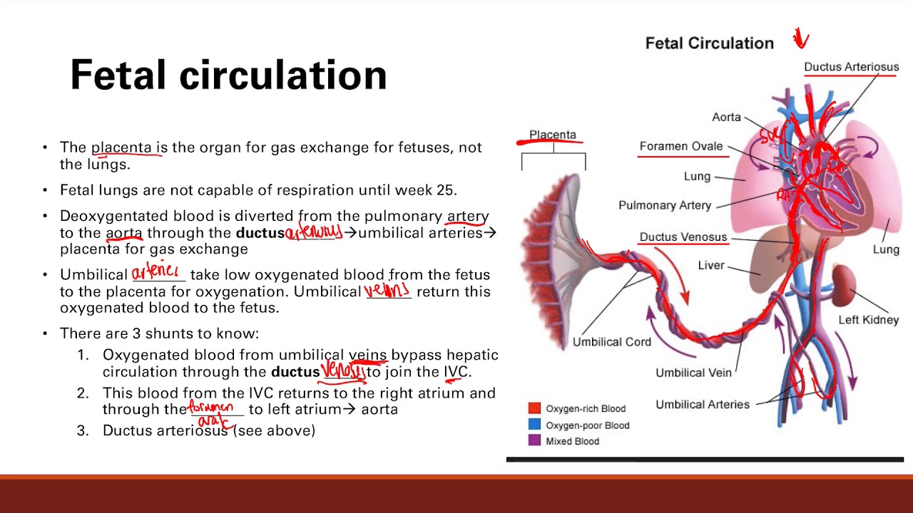 Step By Step Fetal Circulation Flow Chart