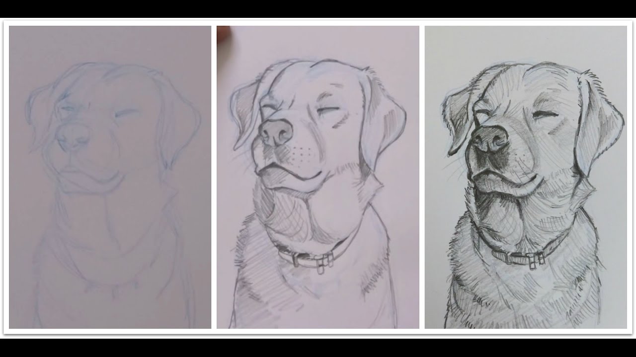 Drawing An Adorable Dog With Pencil Shading Time Lapse Live